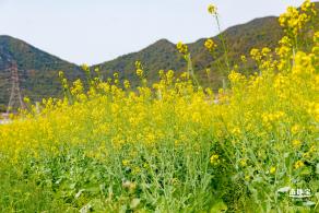深圳农科院油菜花海