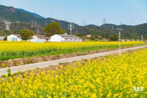 深圳农科院油菜花海
