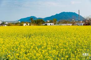深圳农科院油菜花海