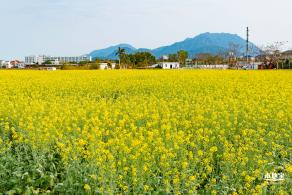 深圳农科院油菜花海
