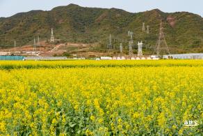 深圳农科院油菜花海