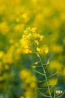 深圳农科院油菜花海