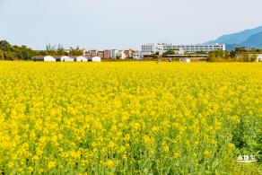 深圳农科院油菜花海