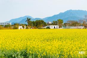 深圳农科院油菜花海
