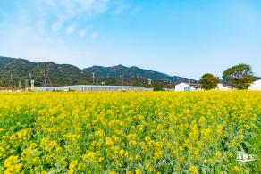 深圳农科院油菜花海