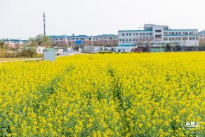 深圳农科院油菜花海