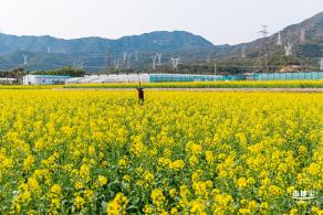 深圳农科院油菜花海
