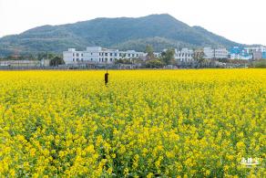 深圳农科院油菜花海