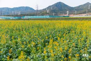 深圳农科院油菜花海