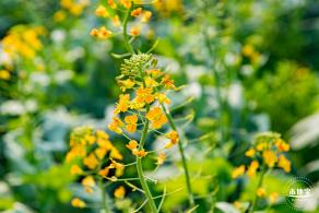 深圳农科院油菜花海
