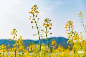 深圳农科院油菜花海