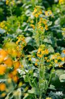 深圳农科院油菜花海