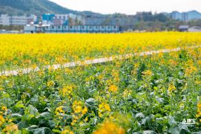 深圳农科院油菜花海