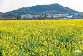 深圳农科院油菜花海