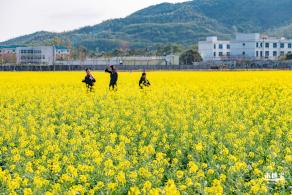 深圳农科院油菜花海