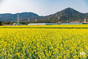 深圳农科院油菜花海