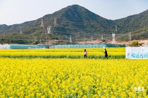 深圳农科院油菜花海
