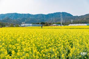 深圳农科院油菜花海