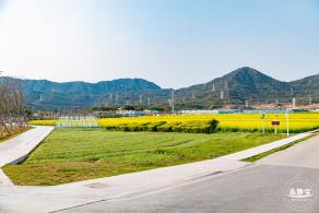 深圳农科院油菜花海