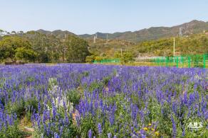 美丽乡村百花节