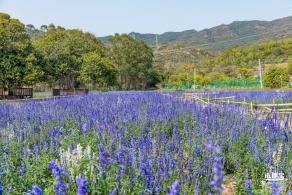 美丽乡村百花节