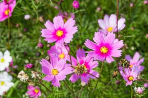 美丽乡村百花节
