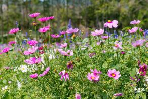 美丽乡村百花节