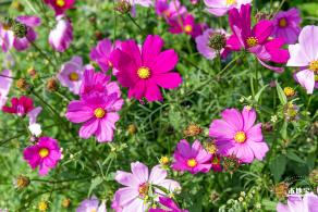 美丽乡村百花节