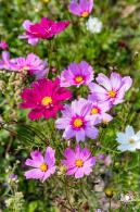 美丽乡村百花节