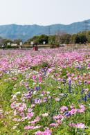 美丽乡村百花节