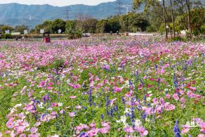 美丽乡村百花节