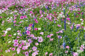 美丽乡村百花节