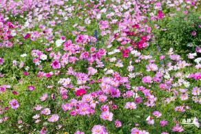 美丽乡村百花节