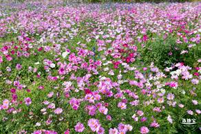 美丽乡村百花节
