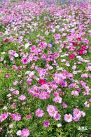 美丽乡村百花节
