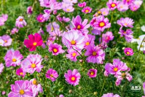美丽乡村百花节