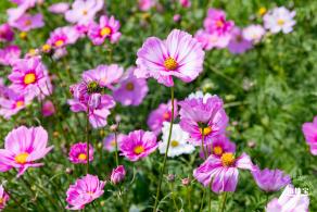 美丽乡村百花节