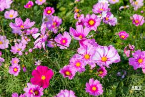 美丽乡村百花节