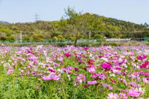 美丽乡村百花节