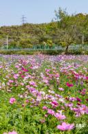 美丽乡村百花节