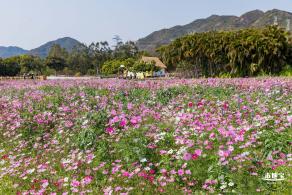 美丽乡村百花节