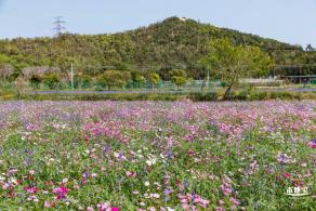 美丽乡村百花节