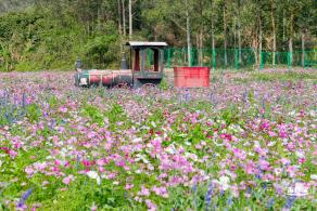 美丽乡村百花节
