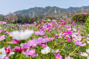 美丽乡村百花节