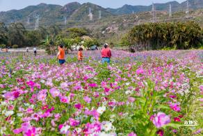 美丽乡村百花节