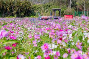 美丽乡村百花节