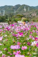 美丽乡村百花节
