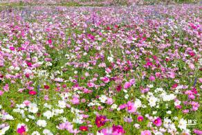 美丽乡村百花节