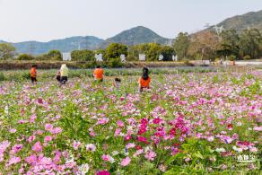 美丽乡村百花节
