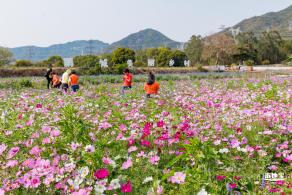 美丽乡村百花节